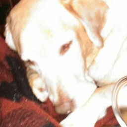 Phyllis Douglass Photo 9