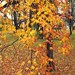 Jeannie Maple Photo 10