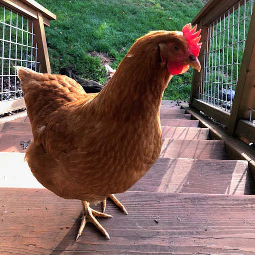 Chris Dickey Photo 37