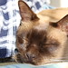 Leroy Brown Photo 29
