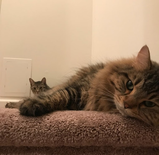 Madison Cook Photo 30