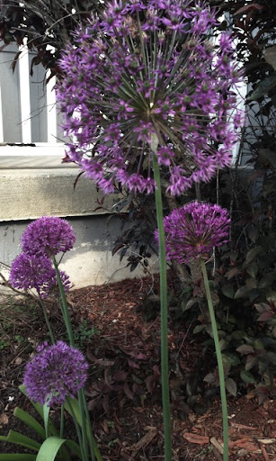 Donna Barron Photo 34