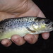 James Trout Photo 9