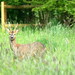 Milton Buck Photo 14