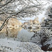 Shannon Rhoades Photo 17