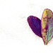 Tracey Hawthorne Photo 18