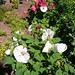 Sharon Hardy Photo 42