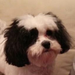 Harvey Harrison Photo 9