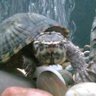 Elizabeth Hutchings Photo 22