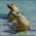 Sandy Seals Photo 24