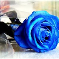 Elizabeth Burks Photo 21