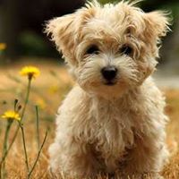 Rose Greenwell Photo 7