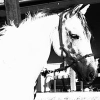 Mark Napier Photo 44