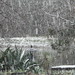 Tammy Flakes Photo 11