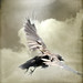 Jenny Crow Photo 16