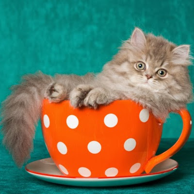 Sarah Inglis Photo 8