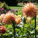 Edna Brown Photo 16