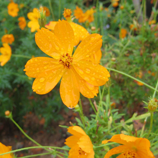 Anne Bellows Photo 11