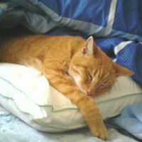 Dennis Hopper Photo 29