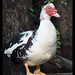 Donald Combs Photo 34