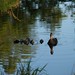 Ray Mallard Photo 8