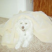 Carolyn Levine Photo 9