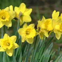 Sandra Firth Photo 2