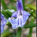 Rosemary Flowers Photo 25