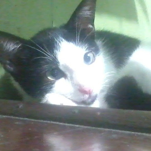 Patricia Golden Photo 44