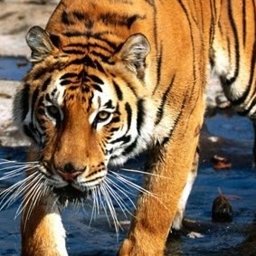 Kelley Ross Photo 18