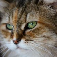 Julia Mercer Photo 11