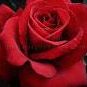 Ines Flores Photo 30