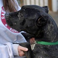 Sarah Tracy Photo 20