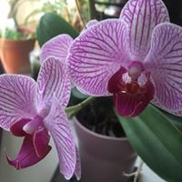 Katherine Metcalf Photo 11