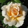 Vicki Thompson Photo 31