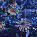 Susan Fuller Photo 17