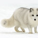 Stephen Fox Photo 39