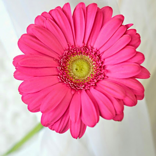 Cynthia Mccurdy Photo 15