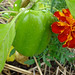Bertha Bell Photo 25