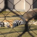 Mike Tiger Photo 28
