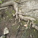 Ann Root Photo 18