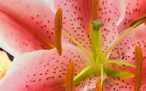 Hannah Farmer Photo 7