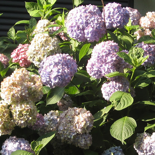 Dianne Barnes Photo 4