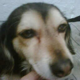 Roberta Castillo Photo 7