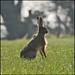 Karen Hare Photo 20
