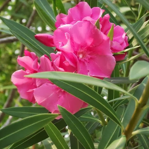 Willie Patterson Photo 8