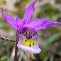 Julie Henson Photo 12