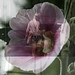Joan Fiore Photo 21