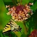 Debbie Mabry Photo 29
