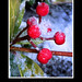 Laurel Harris Photo 11